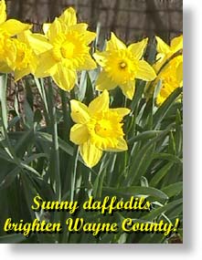 Sunny daffodils brighten Wayne County