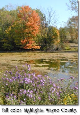 Fall color highlights Wayne County.