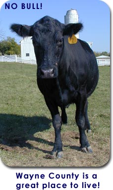 No Bull!  Wayne County is  a great place to live.  (Black angus cow on the Gaar Farms.)