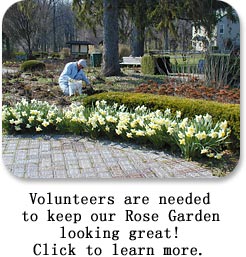 Volunteer helping clean the Richmond Rose Garden.