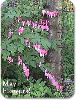 Bleeding Hearts Bloom in May.  Click to visit our Gardening page.