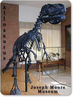 Allosaurus skeleton at the Joseph Moore Museum on the Earlham College Campus.