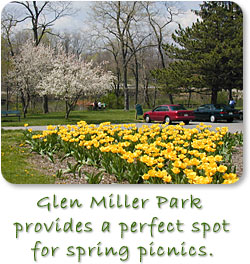 Yellow tulips brighten Glen Miller Park in Richmond.  Glen Miller provides a perfect spot for spring picnics.
