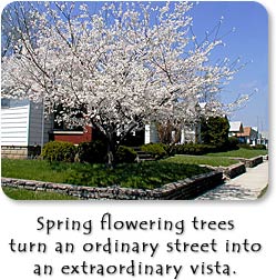 Spring flowering trees turn an ordinary street into an extraordinary vista.