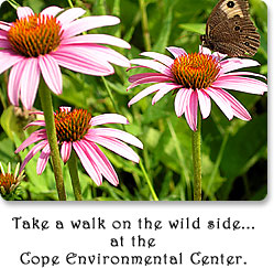 Take a walk on the wild side...at the Cope Environmental Center.