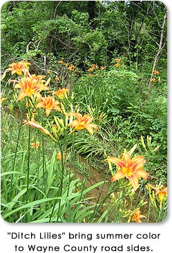 "Ditch Lilys" bring summer color to Wayne County road sites.