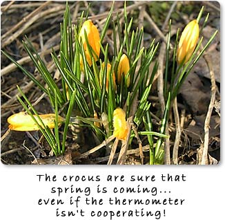 The crocus are sure that spring is coming...even if the thermometer isn't cooperating!