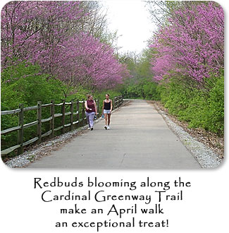 Redbuds blooming along the Cardinal Greenway Trail make an April walk an exceptional treat!