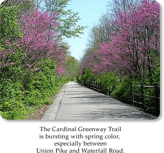 The Cardinal Greenway Trail is bursting with spring color, especially between Union Pike and Waterfall Road.