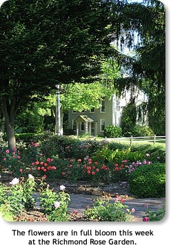 The flowers are in full bloom this week at the Richmond Rose Garden.