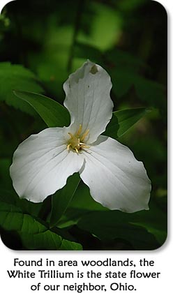 Found in area woodlands, the White Trillium is the state flower of our neighbor, Ohio.