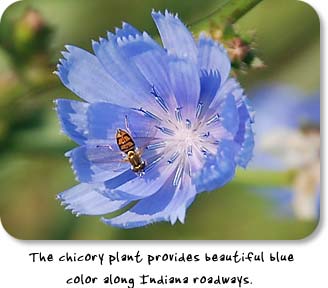 The chicory plant provides beautiful blue color along Indiana roadways.