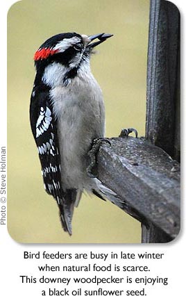 Bird feeders are busy in late winter when natural food is scarce.  This downey woodpecker is enjoying a black oil sunflower seed.