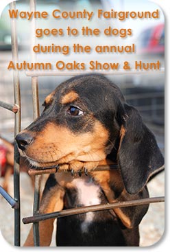 Wayne County Fairground goes to the dogs during the annual Autumn Oaks Show & Hunt.