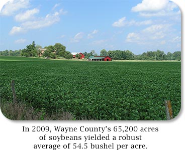 Soybean Farm: In 2009, Wayne County's 65,200 acres of soybeans yielded a robust average of 54.5 bushel per acre.