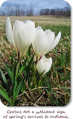 White crocus.  "Crocus are a welcome sign of spring's arrival to Indiana."