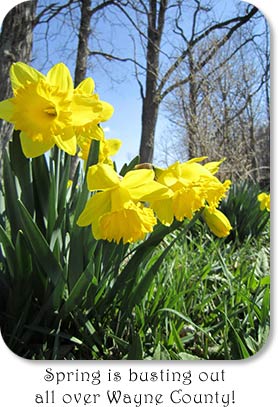 Photo: Daffodils "Spring is busting out all over Wayne County!"