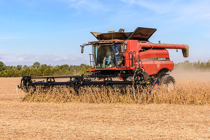 Photo: Soybeans being harvested with a Case Combine