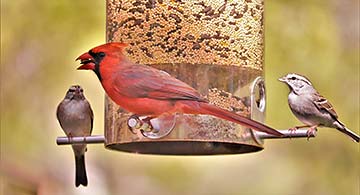 Photo from Pixabay: Cardinal at Feeder