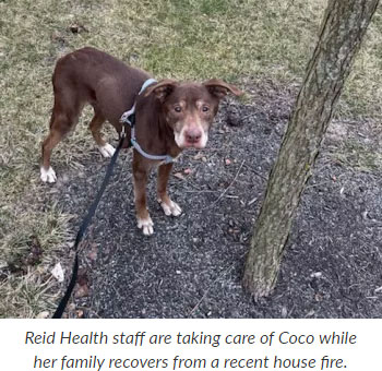 Supplied Photo: Coco, the dog