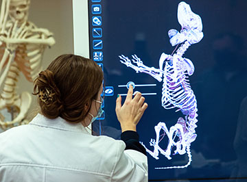 Supplied Photo: IU East 3D anatomy and physiology lab 3