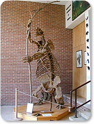 Giant Sloth Skeleton