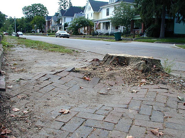 Trees are cut on South 18th Street in Richmond to make way for new sidewalks.