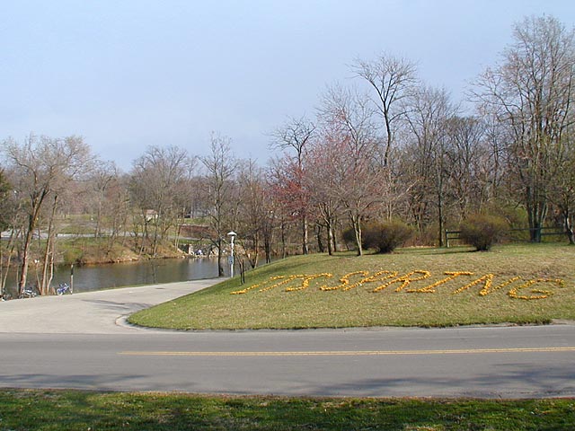 It's Spring!  is announced by blooming crocus in Glen Miller Park.