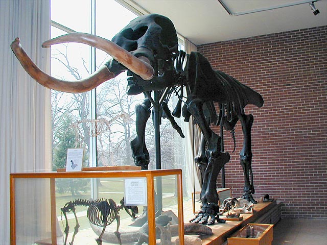 Mastodon Skeleton at the Joseph Moore Museum in Richmond, Indiana.