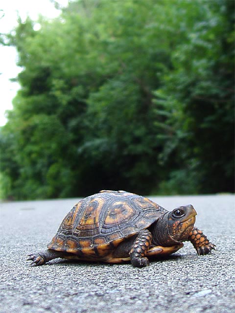 Photo: Box Turtle with head out crawls along a paved trail