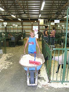 Young boy with wheel barrow cleaning out sheep barn.