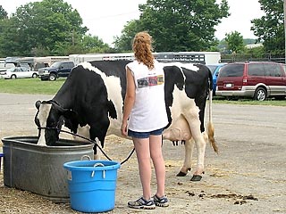 Girl with cow drinking from trough.