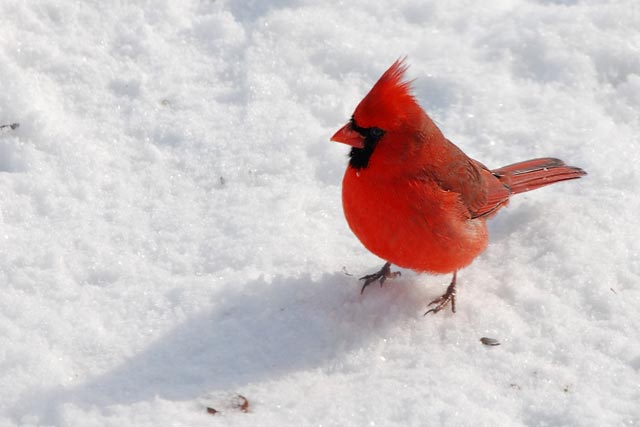 Photo: Cardinal