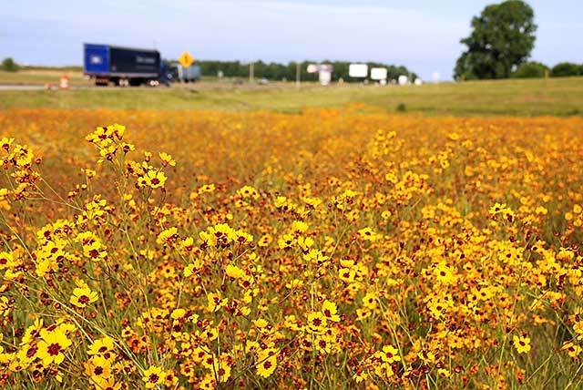 Yellow wildflowers along I-70.