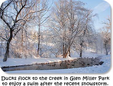 Ducks flock to the creek in Glen Miller Park to enjoy a swim after the recent snowstorm.