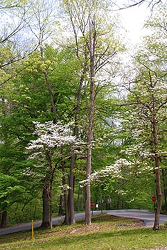 Dogwoods in Glen Miller Park