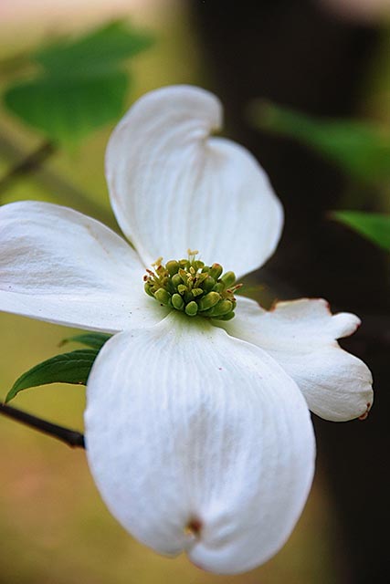 Closeup - Dogwood Blossom